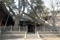 Ancient cypress trees at Jinci Temple near Taiyuan, Shanxi, China. Royalty Free Stock Photo