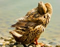Jinding duck Royalty Free Stock Photo