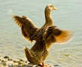 Jinding duck Royalty Free Stock Photo