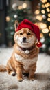 Jingle Paws: Shiba Inu's Merry Christmas Delight, Adorable Moments, and Heartwarming Canine Festivity.