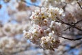 Jinhae cherry blossom background in Korea Royalty Free Stock Photo