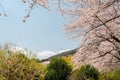 Jinhae NFRDI Environment Eco Park spring cherry blossoms nature scenery at Jinhae Gunhangje Festival in Changwon, Korea Royalty Free Stock Photo