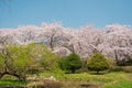 Jinhae NFRDI Environment Eco Park spring cherry blossoms nature scenery at Jinhae Gunhangje Festival in Changwon, Korea Royalty Free Stock Photo