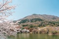 Jinhae NFRDI Environment Eco Park spring cherry blossoms nature scenery at Jinhae Gunhangje Festival in Changwon, Korea Royalty Free Stock Photo