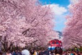 JINHAE, SOUTH KOREA - MARCH 30,2019: Jinhae Gunhangje Festival in spring is the popular cherry blossom viewing spot at jinhae,
