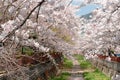 Jinhae Yeojwacheon stream cherry blossoms road in Changwon, Korea Royalty Free Stock Photo