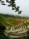 Jinkeng terraced rice fields in Longshan,Guilin Royalty Free Stock Photo