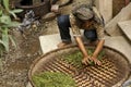 Jinuo woman pressing tea leaves in China