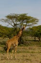 Jiraffe in Africa