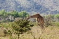 Jiraffe in African bush forest Royalty Free Stock Photo