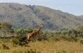 Jiraffe in African bush