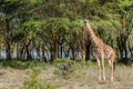 Jiraffe in African bush