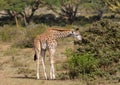 Jiraffe in African savanna wildlife