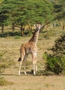 Jiraffe in African savanna wildlife