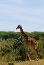 Jiraffe in African savannah bush