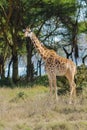 Jiraffe in African savannah bush