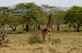 Jiraffe in African savannah bush