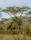 Jiraffe in African savannah bush