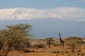 Jiraffe in African savannah bush near Kilimanjaro