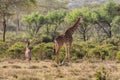 Jiraffe in African forest