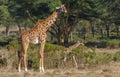 Jiraffe in African forest