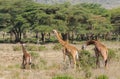 Jiraffe family in wild Africa Royalty Free Stock Photo