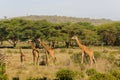 Jiraffe family in African bush forest Royalty Free Stock Photo