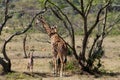 Jiraffe family in African savannah bush