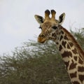 A jiraffe in front of a tree