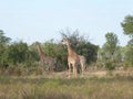 Jiraffe group Zambia safari Africa nature wildlife