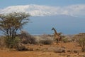 Jiraffe near Kilimanjaro Royalty Free Stock Photo