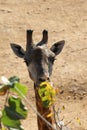 Jiraffes eating, walking in the zoo. Royalty Free Stock Photo