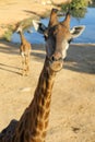 Jiraffes eating, walking in the zoo. Royalty Free Stock Photo