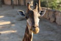 Jiraffes eating, walking in the zoo. Royalty Free Stock Photo