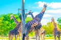 Jiraffes eating, walking in the zoo Royalty Free Stock Photo