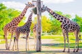 Jiraffes eating, walking in the zoo Royalty Free Stock Photo