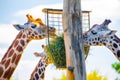 Jiraffes eating, walking in the zoo Royalty Free Stock Photo