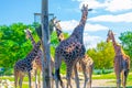 Jiraffes eating, walking in the zoo Royalty Free Stock Photo