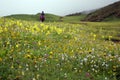 Jiudingshan Mountain meadow Royalty Free Stock Photo