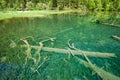 Jiuzhaigou grass pool Royalty Free Stock Photo