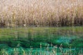 Jiuzhaigou reed lake Royalty Free Stock Photo