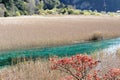 Jiuzhaigou reed lake Royalty Free Stock Photo
