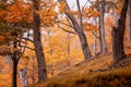 Jizera Mountains beech forests in autumn colors Royalty Free Stock Photo