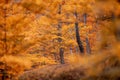 Jizera Mountains beech forests in autumn colors Royalty Free Stock Photo