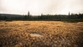 Fall Colors at Jizerka Peat Bog