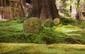 Jizo heads in the moss in buddhist temple