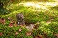 Jizo sculpture doll in Japanese Garden at Enkoji Temple, Japan