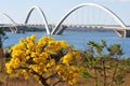 JK bridge over the Paranoa lake with the yellow flowers in the foreground in Brazil