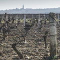 Vineyards of Saint Andelain in the Loire Valley