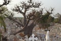 Muslim and Christian graveyard in Joal-Fadiouth, Petite CÃÂ´te, Senegal